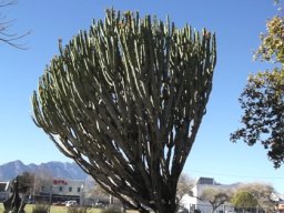 Euphorbia ingens living in Worcester